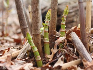 Young Japanese knotweed shoots in front of mature stems from the previous year.